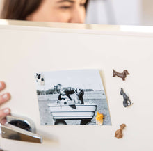 Colorful Dog Magnets